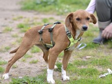 ALICE, Hund, Mischlingshund in Italien - Bild 1