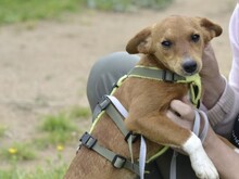 ALICE, Hund, Mischlingshund in Italien - Bild 2