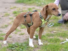 ALICE, Hund, Mischlingshund in Italien - Bild 3