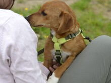 ALICE, Hund, Mischlingshund in Italien - Bild 4