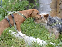 ALICE, Hund, Mischlingshund in Italien - Bild 5