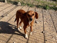 ALICE, Hund, Mischlingshund in Italien - Bild 6