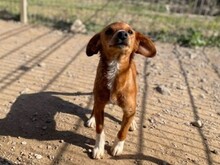 ALICE, Hund, Mischlingshund in Italien - Bild 7