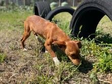 ALICE, Hund, Mischlingshund in Italien - Bild 8