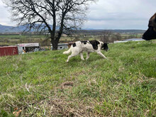 DESTINY, Hund, Mischlingshund in Rumänien - Bild 3