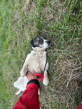 DESTINY, Hund, Mischlingshund in Rumänien - Bild 4