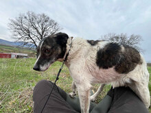 DESTINY, Hund, Mischlingshund in Rumänien - Bild 5