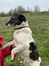 DESTINY, Hund, Mischlingshund in Rumänien - Bild 7
