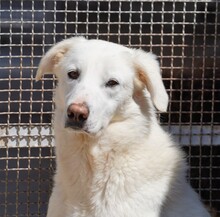 DIOMIRA, Hund, Mischlingshund in Italien - Bild 1