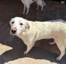 DIOMIRA, Hund, Mischlingshund in Italien - Bild 10