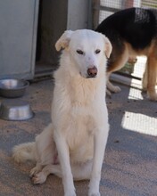 DIOMIRA, Hund, Mischlingshund in Italien - Bild 11