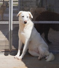 DIOMIRA, Hund, Mischlingshund in Italien - Bild 12