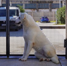 DIOMIRA, Hund, Mischlingshund in Italien - Bild 13