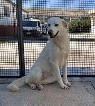 DIOMIRA, Hund, Mischlingshund in Italien - Bild 14