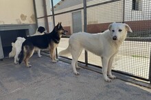 DIOMIRA, Hund, Mischlingshund in Italien - Bild 15
