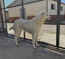 DIOMIRA, Hund, Mischlingshund in Italien - Bild 16