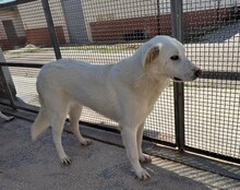 DIOMIRA, Hund, Mischlingshund in Italien - Bild 17
