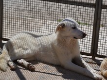 DIOMIRA, Hund, Mischlingshund in Italien - Bild 18