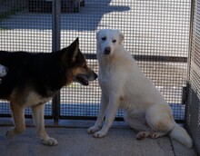 DIOMIRA, Hund, Mischlingshund in Italien - Bild 19