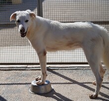 DIOMIRA, Hund, Mischlingshund in Italien - Bild 20