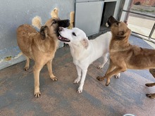 DIOMIRA, Hund, Mischlingshund in Italien - Bild 21