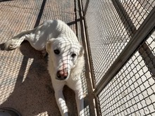 DIOMIRA, Hund, Mischlingshund in Italien - Bild 22