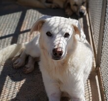 DIOMIRA, Hund, Mischlingshund in Italien - Bild 23