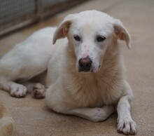 DIOMIRA, Hund, Mischlingshund in Italien - Bild 25