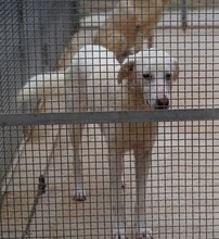 DIOMIRA, Hund, Mischlingshund in Italien - Bild 26
