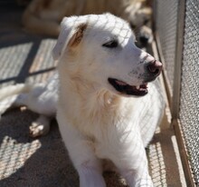 DIOMIRA, Hund, Mischlingshund in Italien - Bild 27