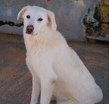 DIOMIRA, Hund, Mischlingshund in Italien - Bild 3