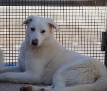 DIOMIRA, Hund, Mischlingshund in Italien - Bild 4