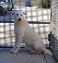 DIOMIRA, Hund, Mischlingshund in Italien - Bild 5