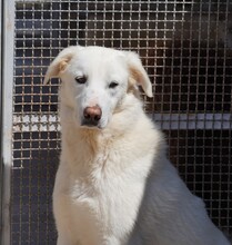 DIOMIRA, Hund, Mischlingshund in Italien - Bild 6