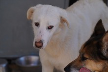 DIOMIRA, Hund, Mischlingshund in Italien - Bild 7