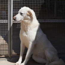 DIOMIRA, Hund, Mischlingshund in Italien - Bild 8