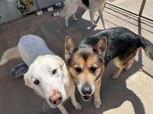 DIOMIRA, Hund, Mischlingshund in Italien - Bild 9