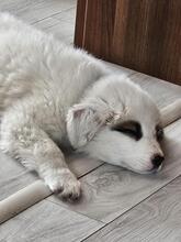ADIBOO, Hund, Mischlingshund in Rumänien - Bild 10