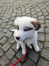 ADIBOO, Hund, Mischlingshund in Rumänien - Bild 12