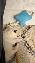 ADIBOO, Hund, Mischlingshund in Rumänien - Bild 2