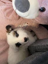 ADIBOO, Hund, Mischlingshund in Rumänien - Bild 4