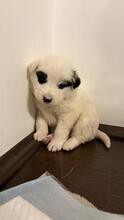 ADIBOO, Hund, Mischlingshund in Rumänien - Bild 7