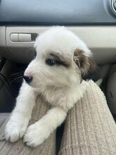 ADIBOO, Hund, Mischlingshund in Rumänien - Bild 8