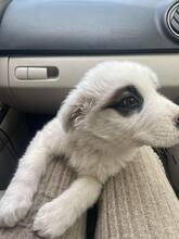 ADIBOO, Hund, Mischlingshund in Rumänien - Bild 9