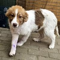 MELISSA, Hund, Mischlingshund in Rumänien - Bild 1