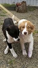 MELISSA, Hund, Mischlingshund in Rumänien - Bild 10