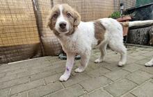 MELISSA, Hund, Mischlingshund in Rumänien - Bild 2