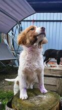 MELISSA, Hund, Mischlingshund in Rumänien - Bild 4