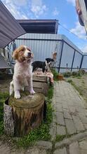 MELISSA, Hund, Mischlingshund in Rumänien - Bild 5