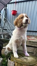 MELISSA, Hund, Mischlingshund in Rumänien - Bild 7